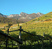 The art of wine in Alto Adige